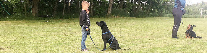 Øjenkontakt Lederskab Hundetræning for børn