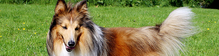 Sheltie Shetland sheepdog hjemmelavet mad til hunde